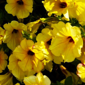 ALPETUNIA YELLOW DARK CENTER-1 ГОРЩИК Д.9	