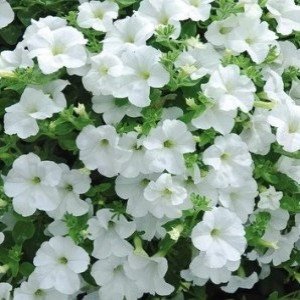 Fanfare White-1горщик д.9