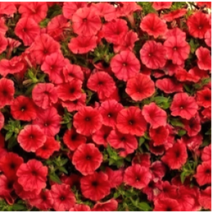 Mini Vista Coral-1 горщик д.9