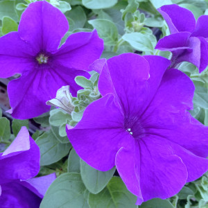 FAMOUS BLUE-1 горщик