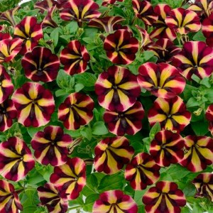 Amore Fiesta -1 горщик д.9