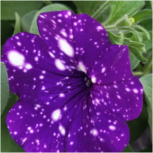 NIGHTSKY-1 горщик д.9