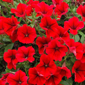 Surfinia Deep red 1 горщик д.9