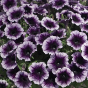 Famous Violet Dark Eye-1горщик д.9