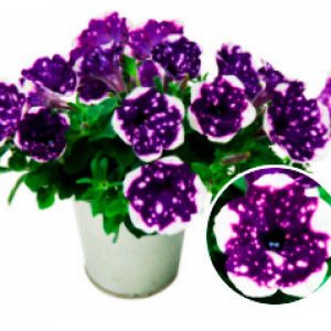 Glacier Sky -1 горщик д.9