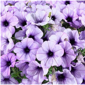 CASCADIAS LAVENDER ICE-1 горщик д.9