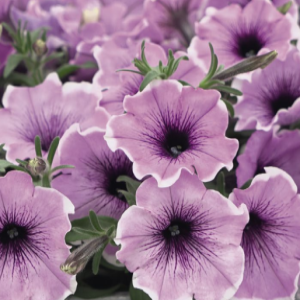 Famous Lavender Blush -1 горщик д.9