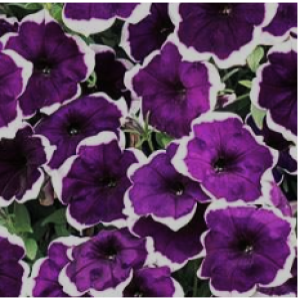 FAMOUS DARK VIOLET PICOTEE-1 горщик д.9