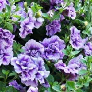 6_Petunia_Tumbelina_Priscilla_0006815__6888422