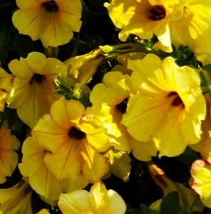 AlpeTunia-Yellow-Dark-Center_300x3005