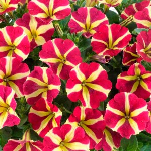 Petuniya-Amore-Kvin-of-Hard