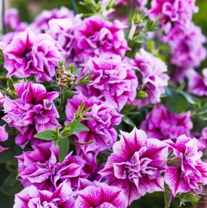 Tumbelina-Helena-16-212-1_20A0511LowRes-900x9003