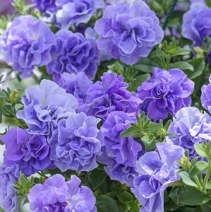 Tumbelina-Maria_17A3171-1-900x9002