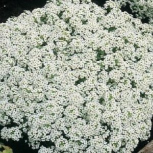 alissum-snow-crystals2
