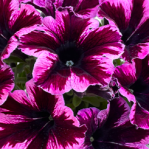 petunia-grandiflora-go-tunia-cosmic-pink_37751_7
