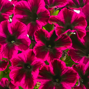 petunia-grandiflora-go-tunia-cosmic-purple_36922_6