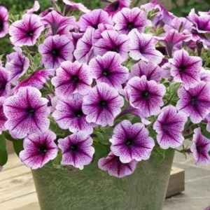 petuniya-opera-supreme-f1-purple-vein