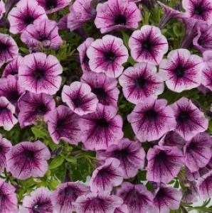 rosliny-rabatowe-wiosenne_petunia-kaskadowa_13439_2
