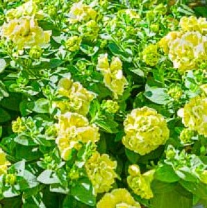 380x270_Earley_Ornamentals_Petunia_Tumbelina_Matilda_2B22