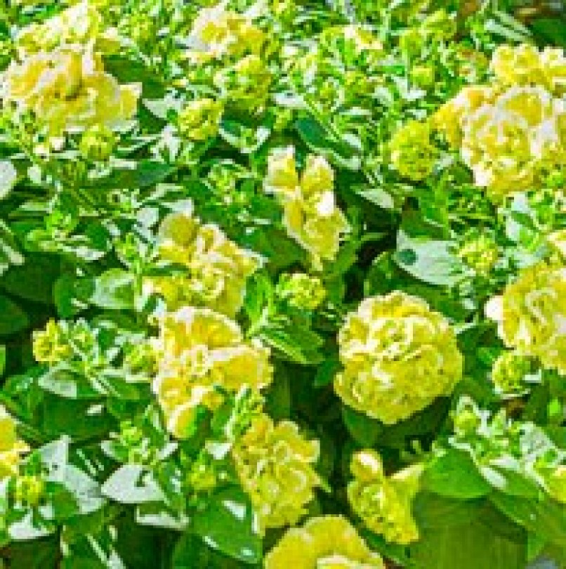 380x270_Earley_Ornamentals_Petunia_Tumbelina_Matilda_2B22