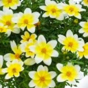 6716-bidens_spicy_electric_white-1000_300x300220_300x3009