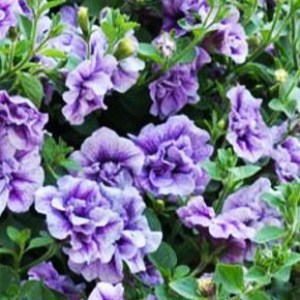 6_Petunia_Tumbelina_Priscilla_0006815__6888422_300x300
