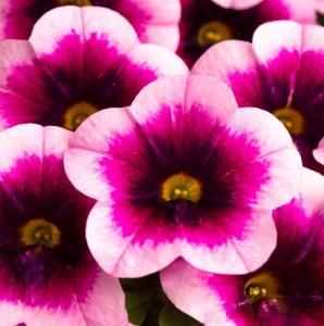 Calibrachoa_Caliloco_Mirage_002-683x1024