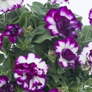 Compact-Tumbelina-Nicola-20-795-1_23A7885LowRes-900x90022_300x3005