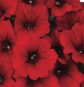 KIENTZLER-Petunia-kumbaya-Red25_300x300