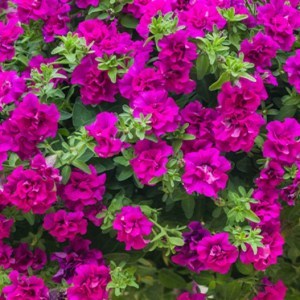 Petunia_Tumbelina_Savanna_0014376__2960222_300x3003