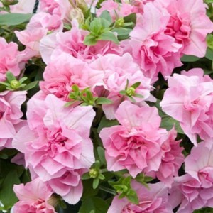 Petunia_Tumbelina_Victoria_Improved_0014375_2__9483322_300x300