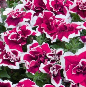 SweetSunsh_MagentaPicotee_272_300x3009