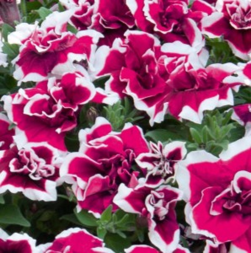 SweetSunsh_MagentaPicotee_272_300x3009