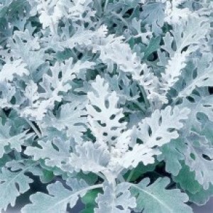 cinerariya-silverdust5