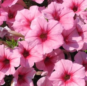 famous-pink-vein2_300x3002