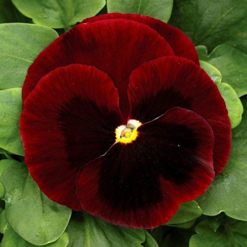 mammut-f1-bih-red-semena-violy-syngenta-500x500