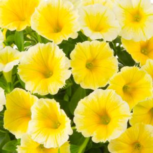 petunia-bees-knees_300x300