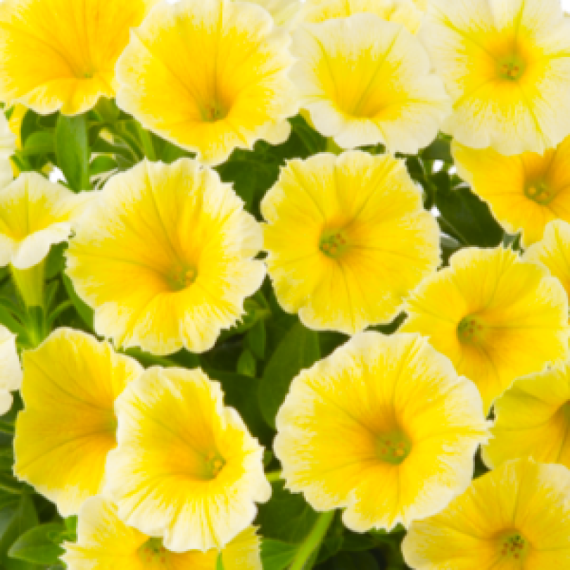 petunia-bees-knees_300x300