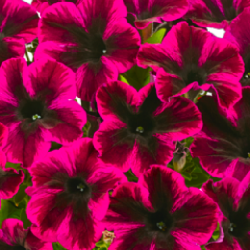 petunia-grandiflora-go-tunia-cosmic-purple_36922_6_300x300
