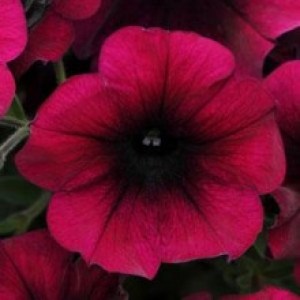 petuniya-easy-wave-f1-burgundy-velour