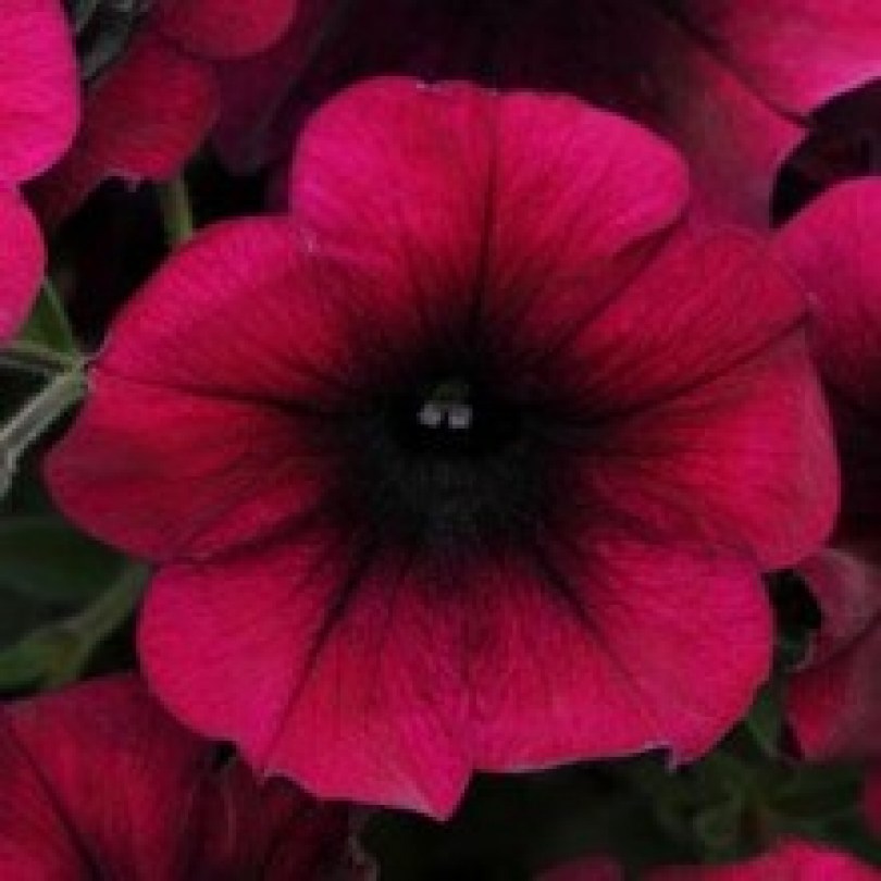 petuniya-easy-wave-f1-burgundy-velour
