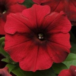 petuniya-easy-wave-f1-red-velour