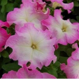 petuniya-limbo-f1-pink-morn-7