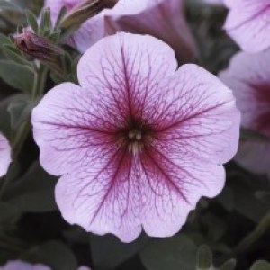 petuniya-opera-supreme-f1-lilac-ice