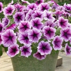 petuniya-opera-supreme-f1-purple-vein