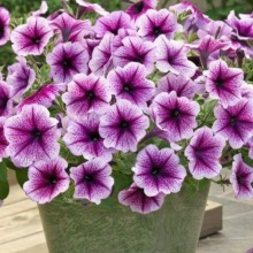 petuniya-opera-supreme-f1-purple-vein