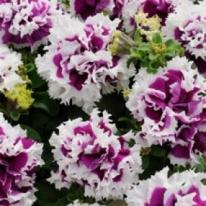 petuniya-pirouette-f1-purple