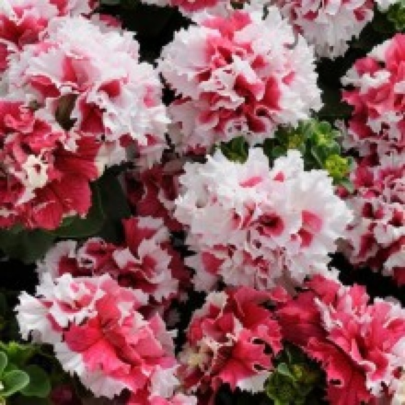 petuniya-pirouette-f1-red