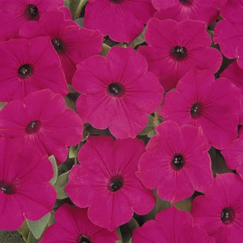 petuniya-taydal-veyv-parpl-1