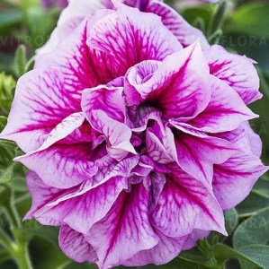 rabatowe-wiosenne-ogrodowebalkonowe_tumbelina_13175_1